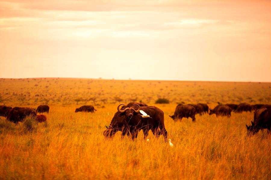 Serengeti — Kenya & Tanzania
