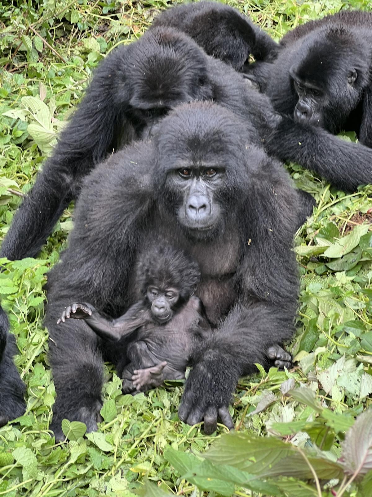 Mountain gorillas — Uganda